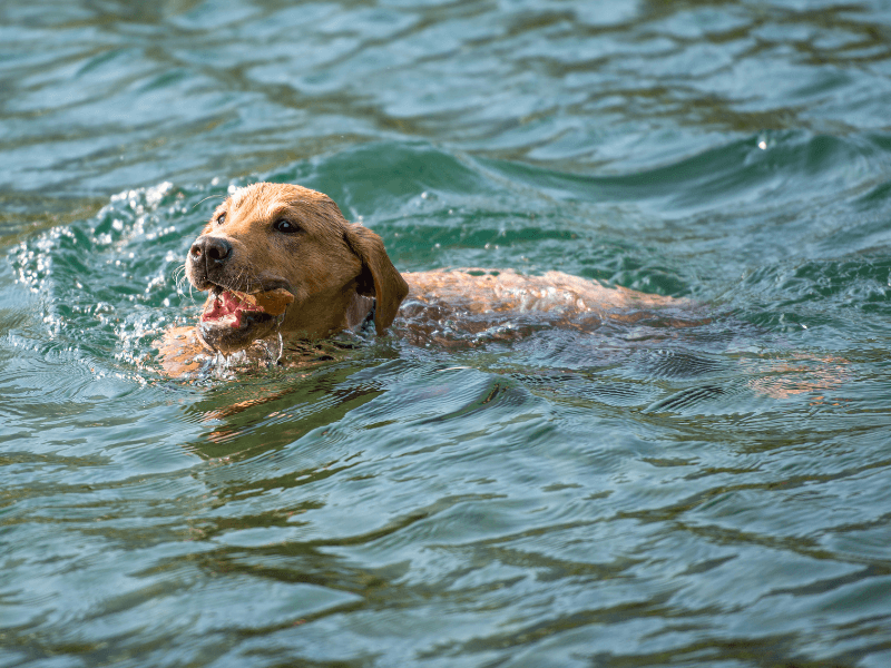 labrador retriever in water