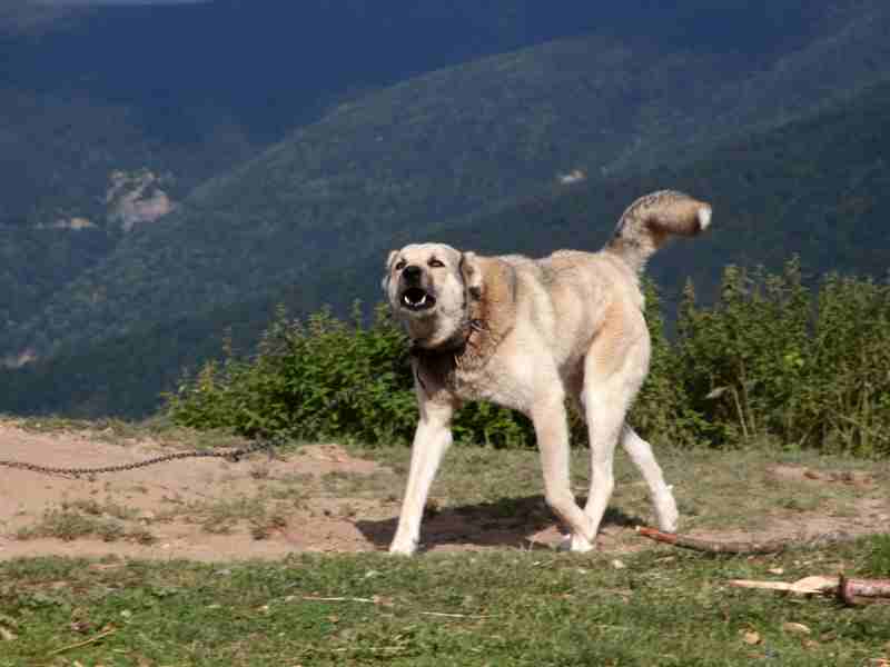 Anatolian SHepherd Dog