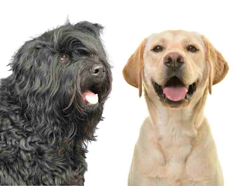 Black Russian Terrier vs. Labrador _1
