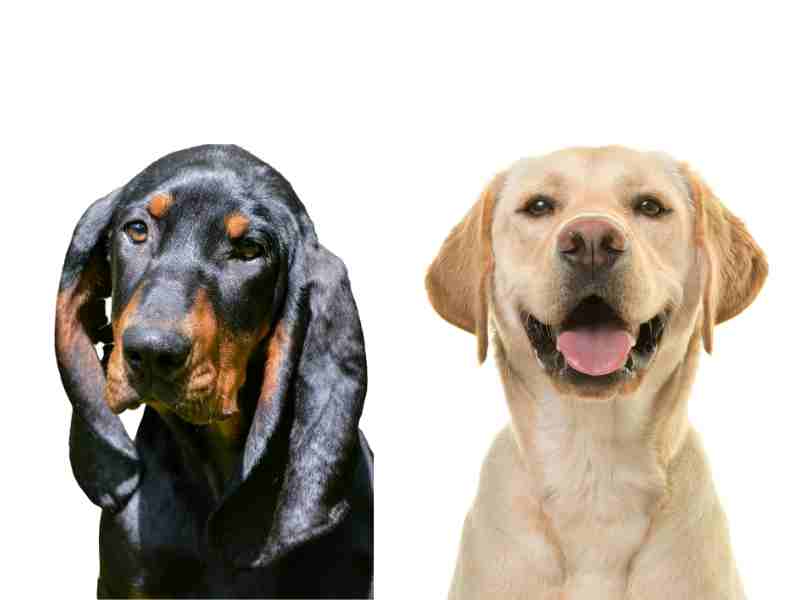 Black and Tan Coonhound vs. Labrador