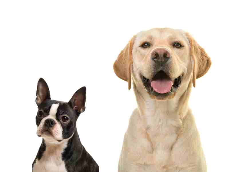 Boston Terrier vs. Labrador