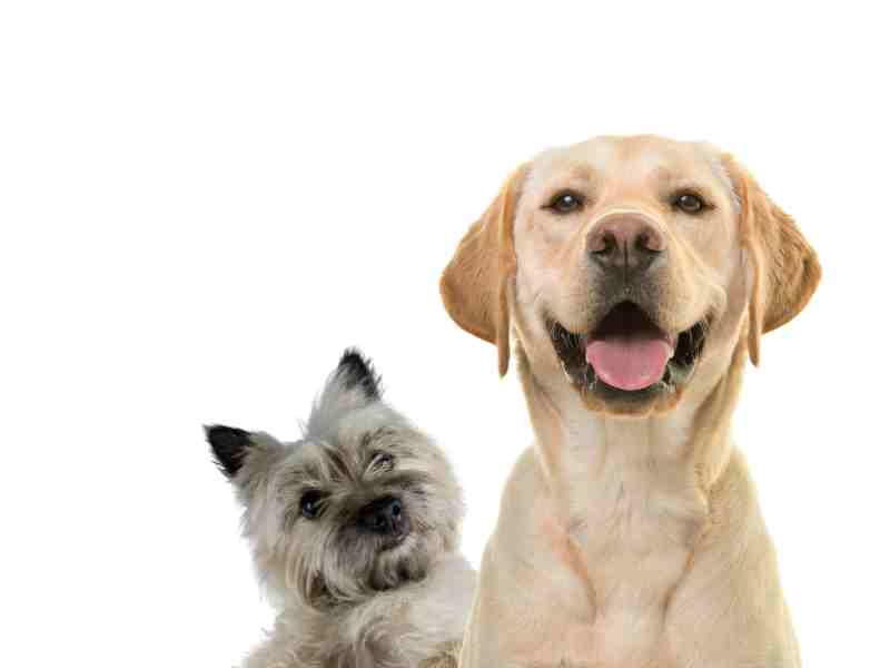 Cairn Terrier vs. Labrador