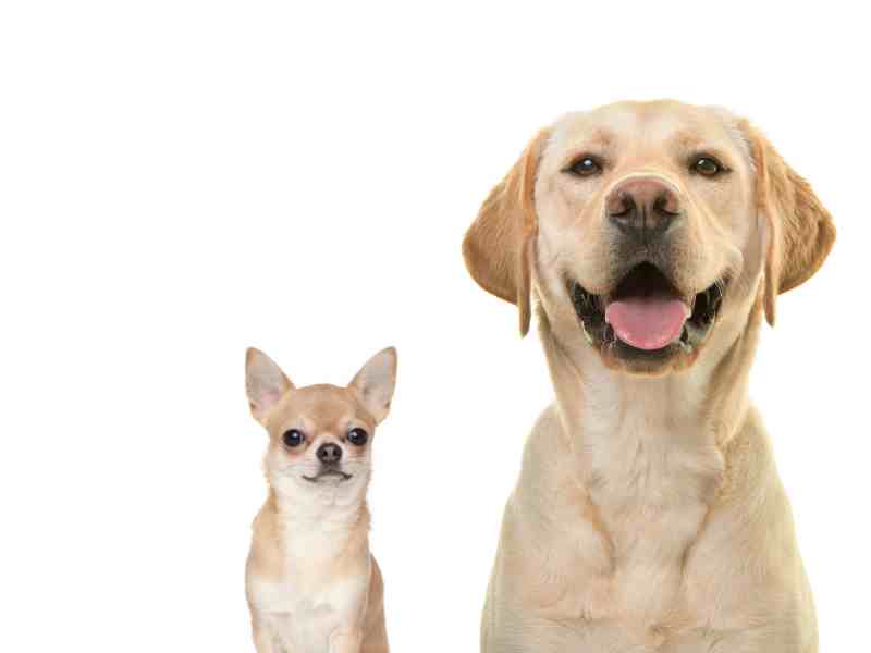 Chihuahua vs. Labrador