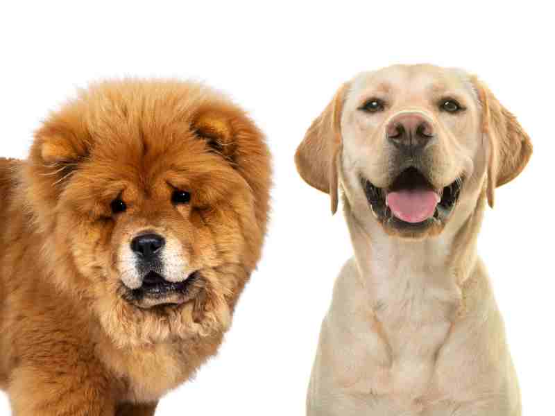 Chow Chow vs. Labrador Retriever