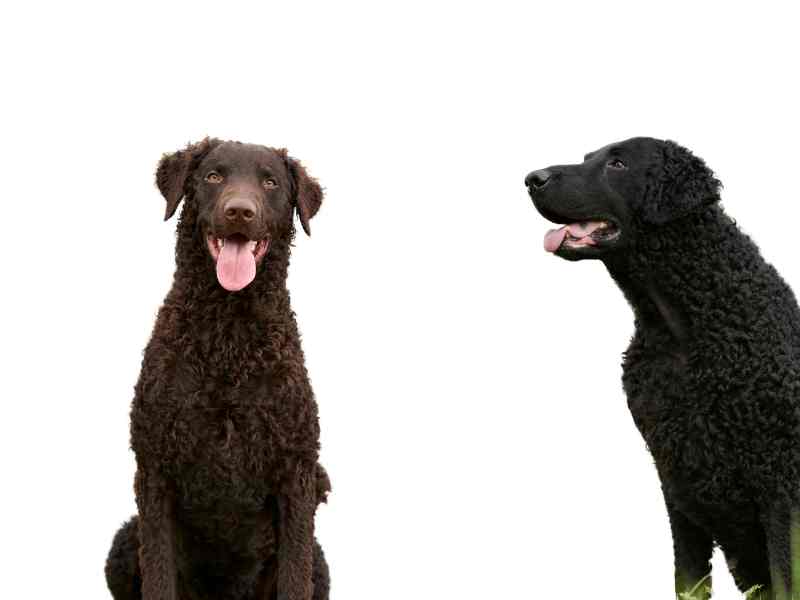 Curly-Coated Retriever in black and liver