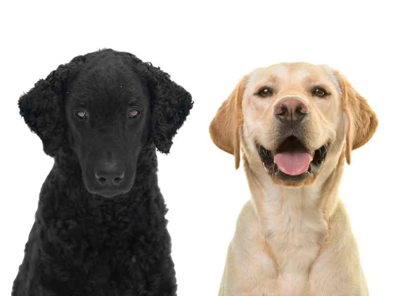 Curly-Coated Retrievers vs. Labrador Retriever