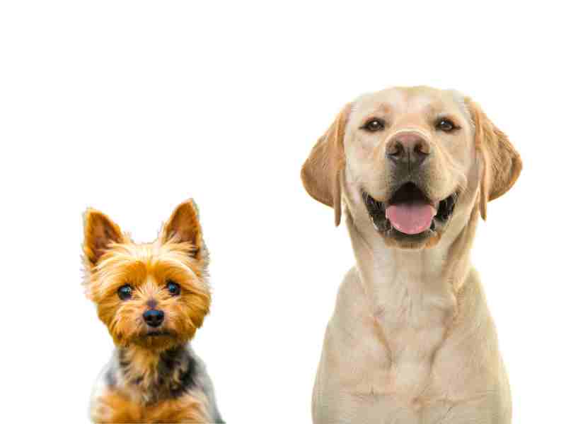 Labrador Retriever and Australian Terrier