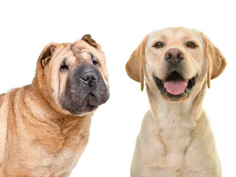 Labrador Retriever vs. Chinese Shar-Pei