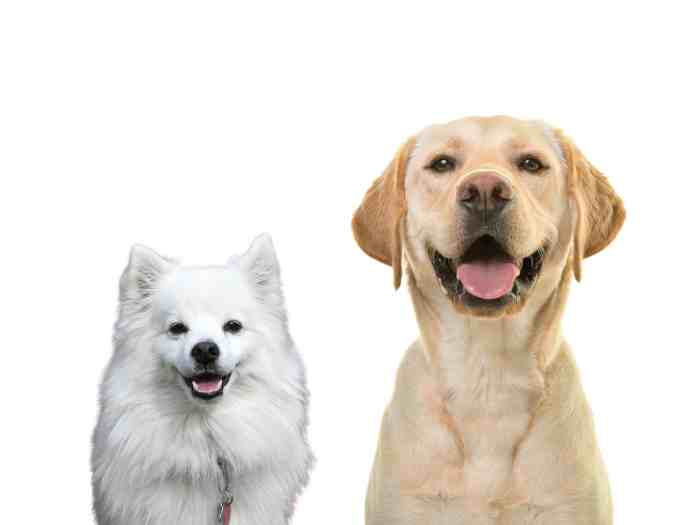 Labrador vs American Eskimo Dog