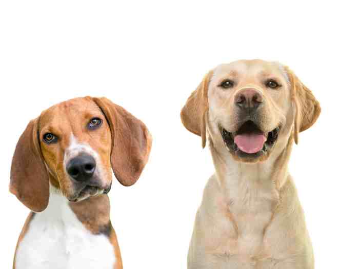 Labrador vs American Foxhound