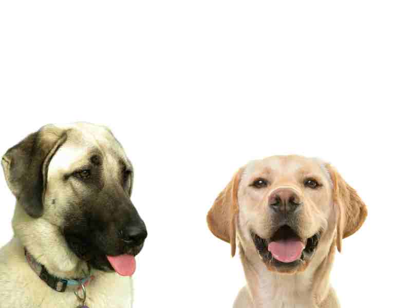 Labrador vs Anatolian SHepherd Dog