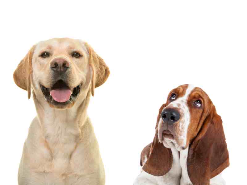 Labrador vs Basset Hound