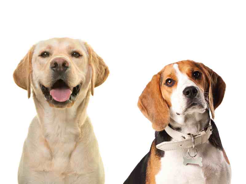 Labrador vs Beagle