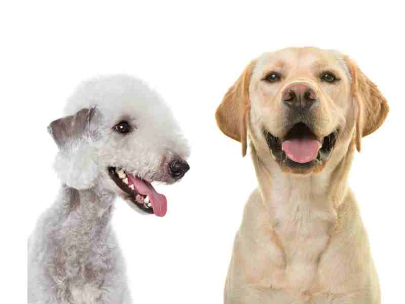 Labrador vs Bedlington Terrier