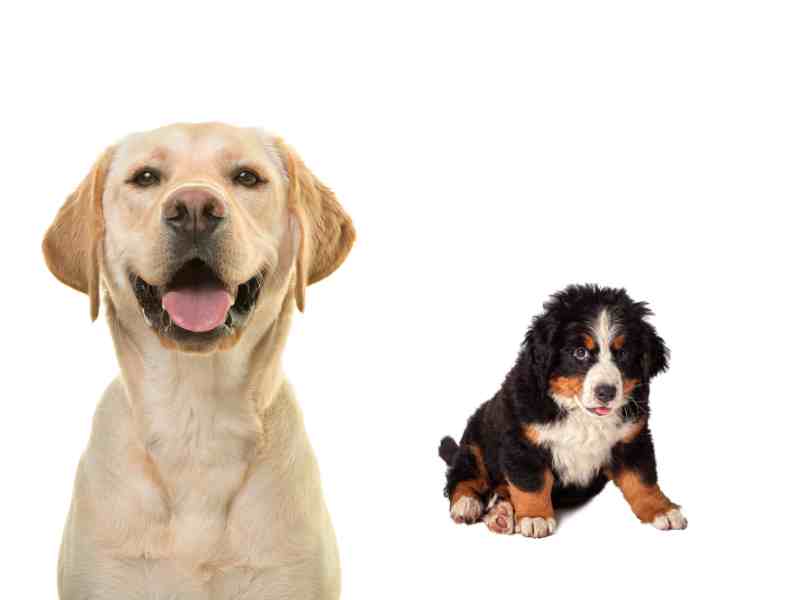 Labrador vs Bernese Mountain Dog