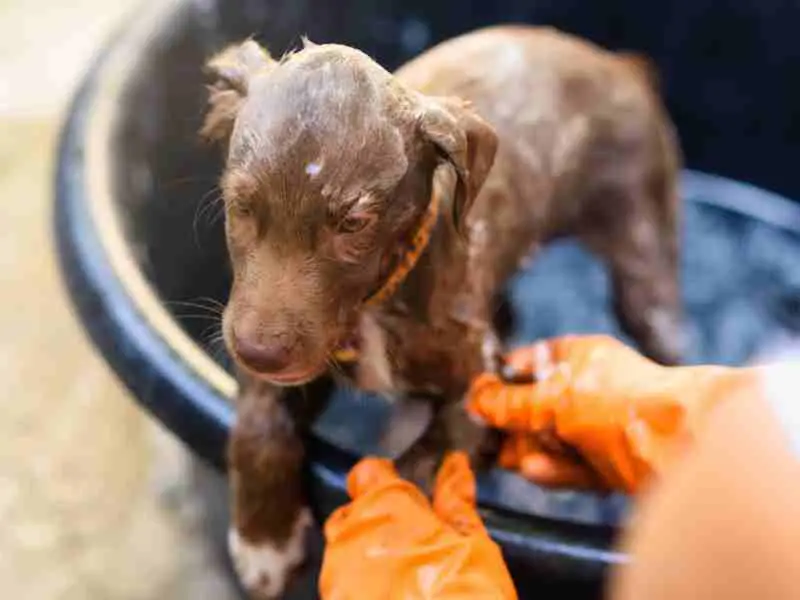 chocolate puppy bathing (1)