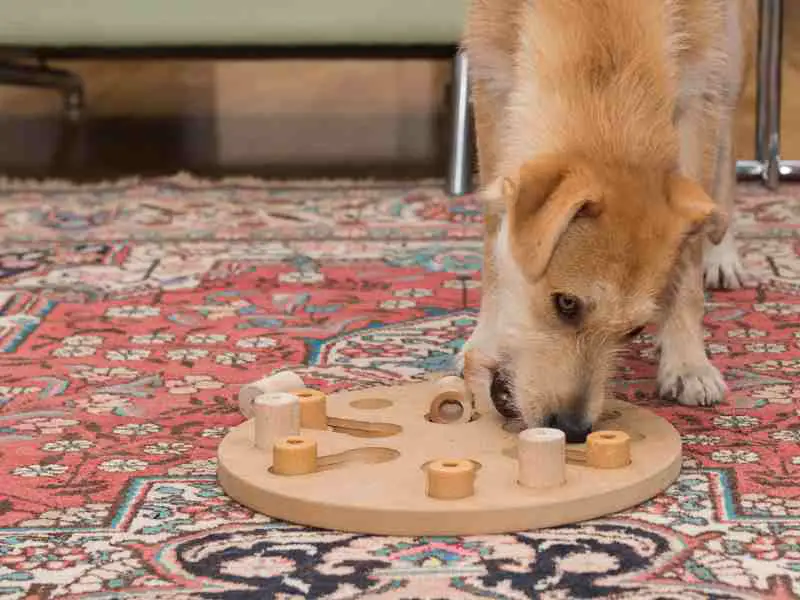 dog playing with a puzzle