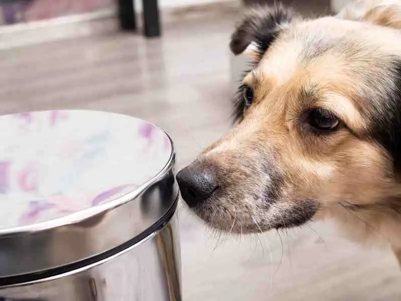 dog sniffing at a trash can