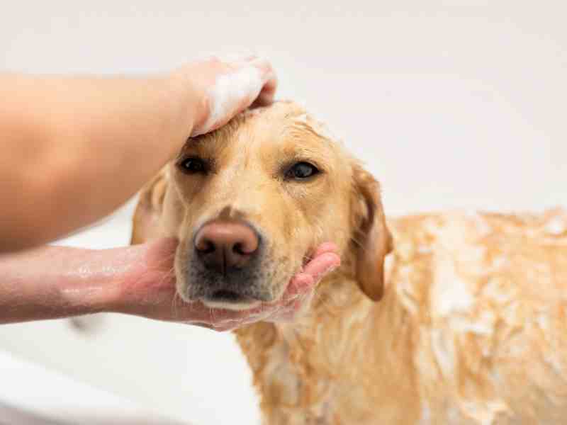 labrador retriver in the tub with some human shampooing its head