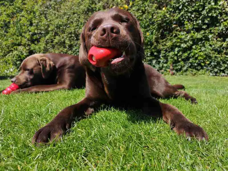 labradors playing with a kong