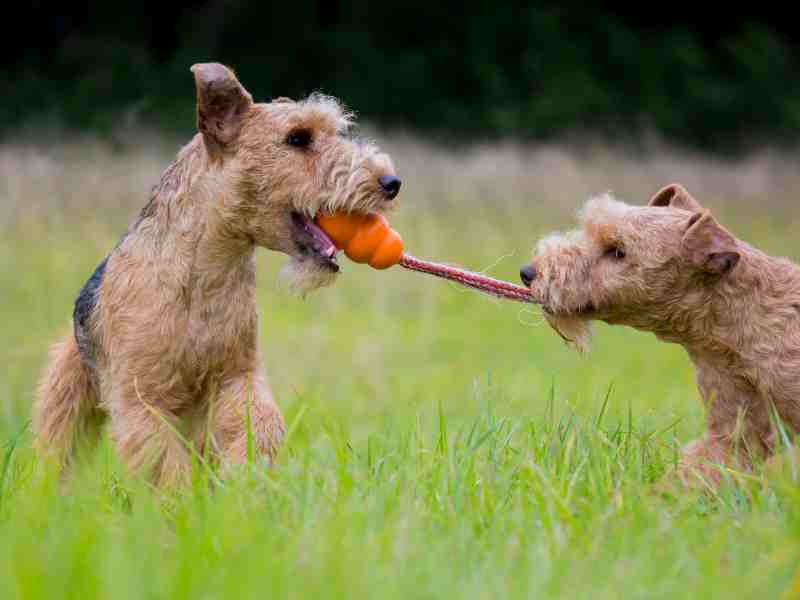 A pair of Lakeland Terriers playing with a tug toy