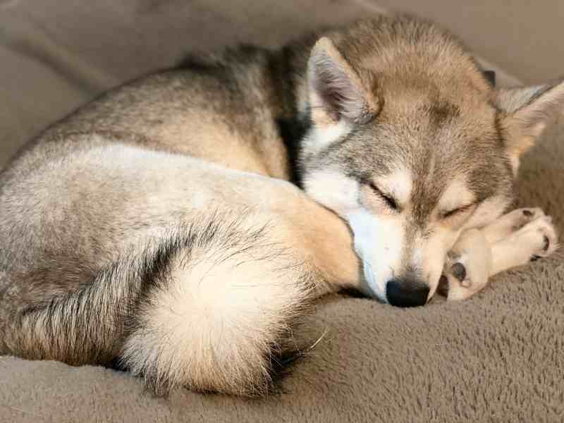 Alaskan Klee Kai (Mini Husky) Sleeping Away