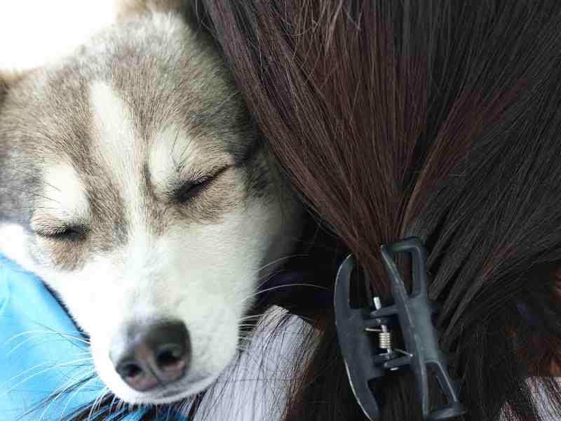 Alaskan Klee Kai sleeping on arm of owner
