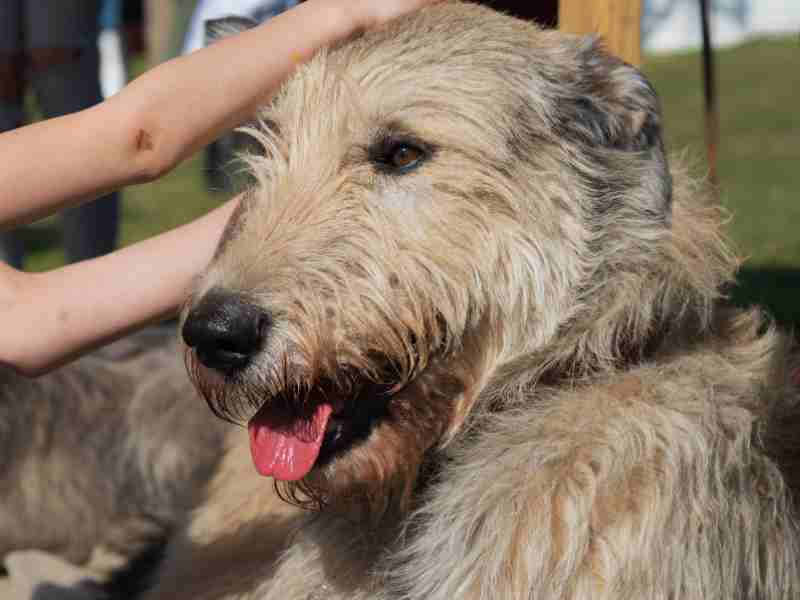 Close up of the head of the panting Irish Wolfhound and two hands of a child stroking it