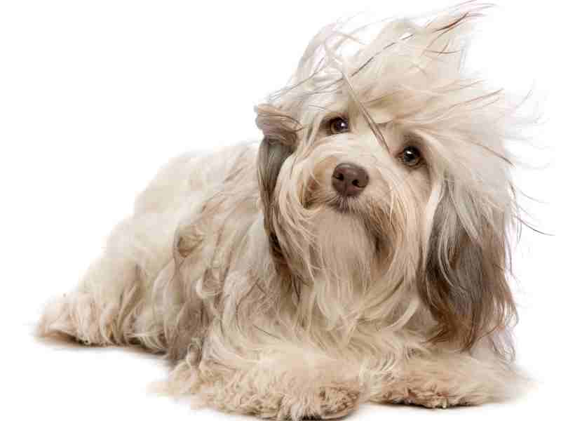 Cute chocolate Havanese dog in wind