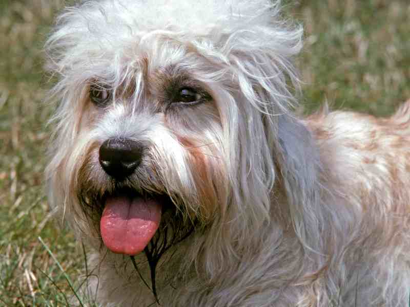 DANDIE DINMONT TERRIER, ADULT LAYING ON GRASS