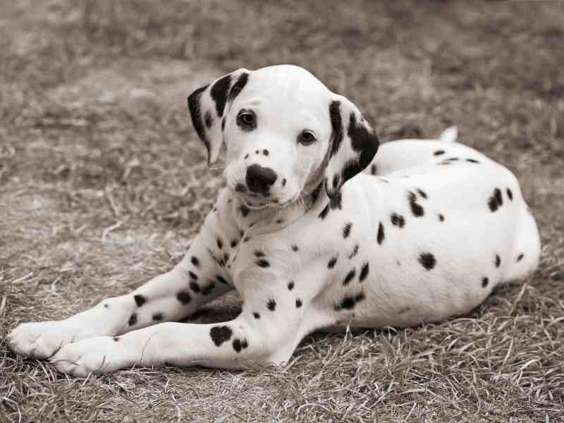 dalmatian puppy 