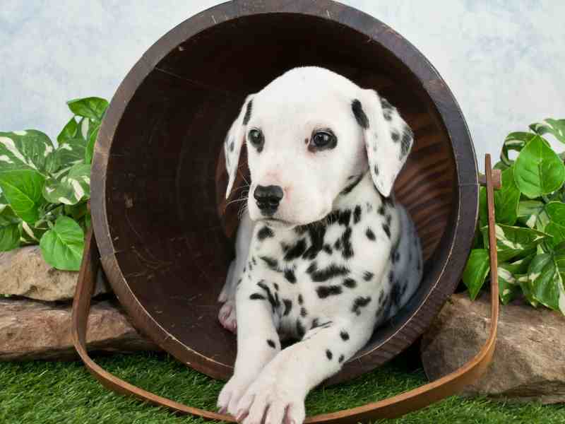 dalmatian puppy sitting inside a bucket