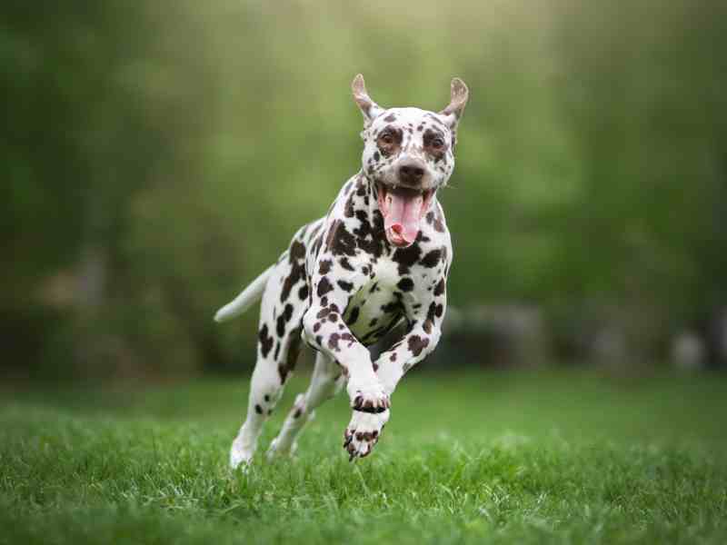 dalmatian running on a meadow