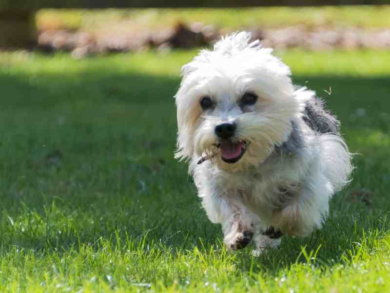 Dandie Dinmont Terrier running in field
