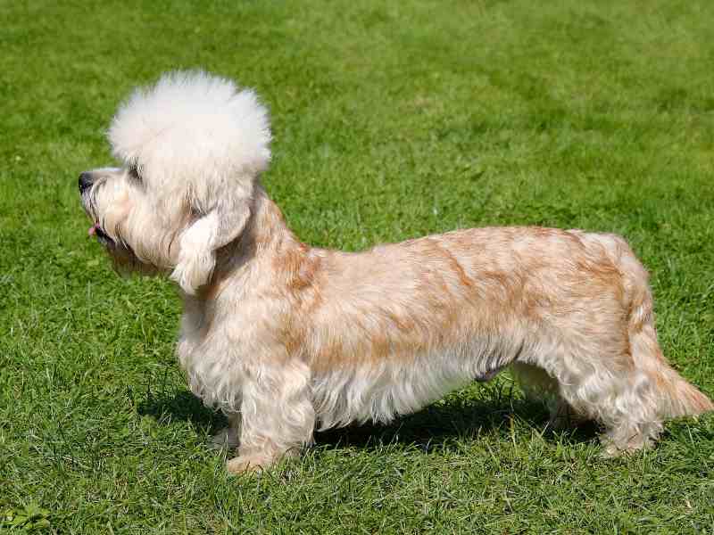 Grown Dandie Dinmont Terrier