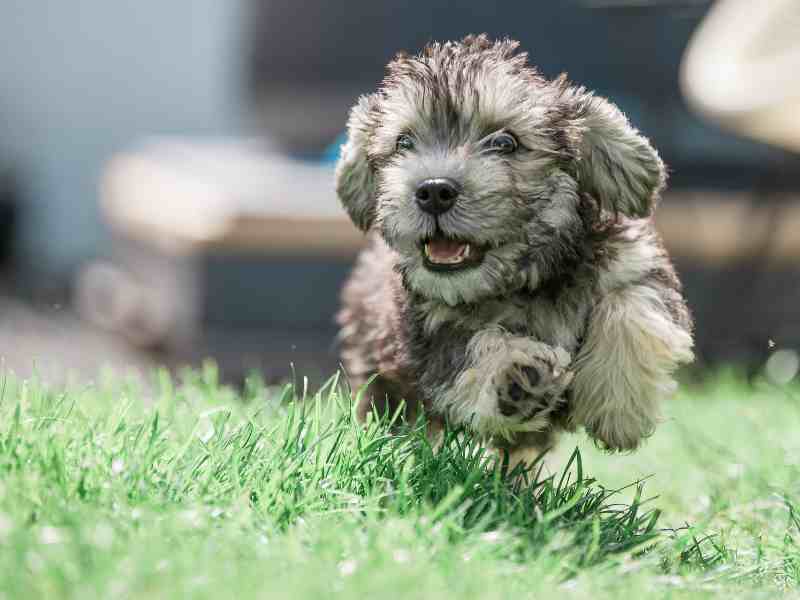 Dandy Dinmont Terrier Puppy,Close-up of puppy on grass