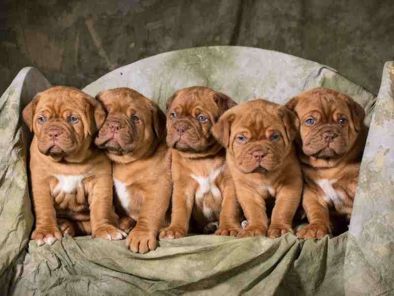 Dogue de Bordeaux 5 puppies on a chair