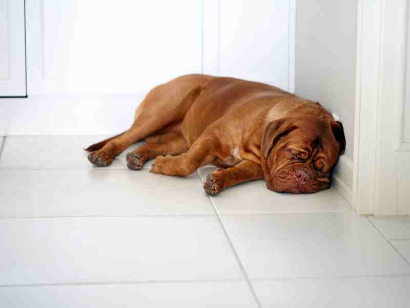 Dogue de Bordeaux sleeping in a corner
