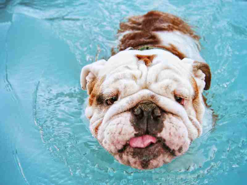 _English Bulldog swimming
