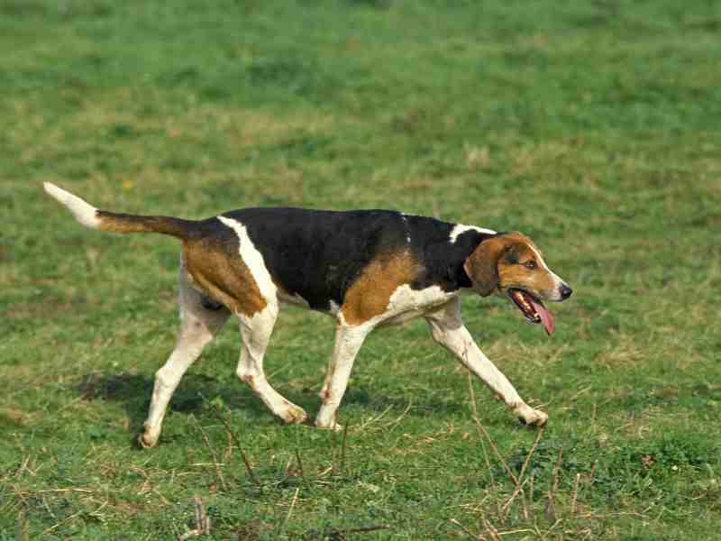 English Foxhound running in the grass