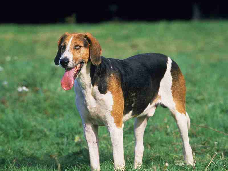 English Foxhound standing in the grass