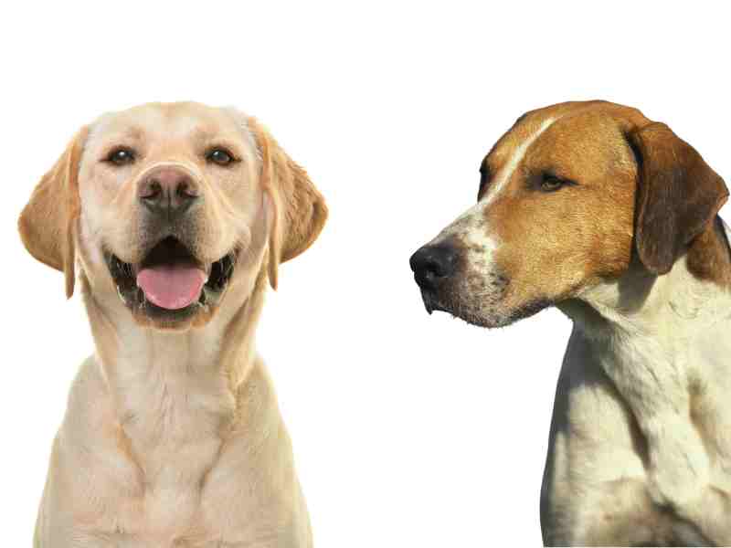 English Foxhound vs Labrador Retriever