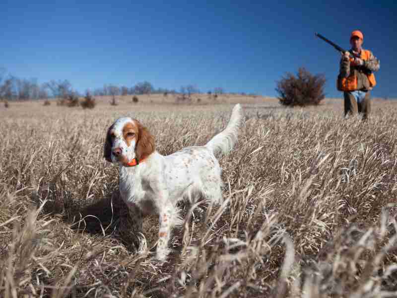 English Setter outside with a hunter