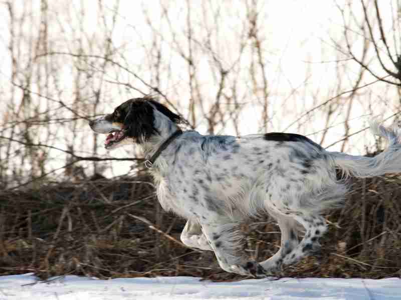 English Setter running outside in the snwo