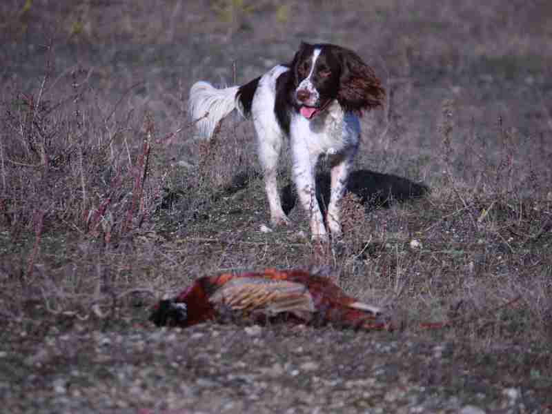 English Springer Spaniel hunting dog