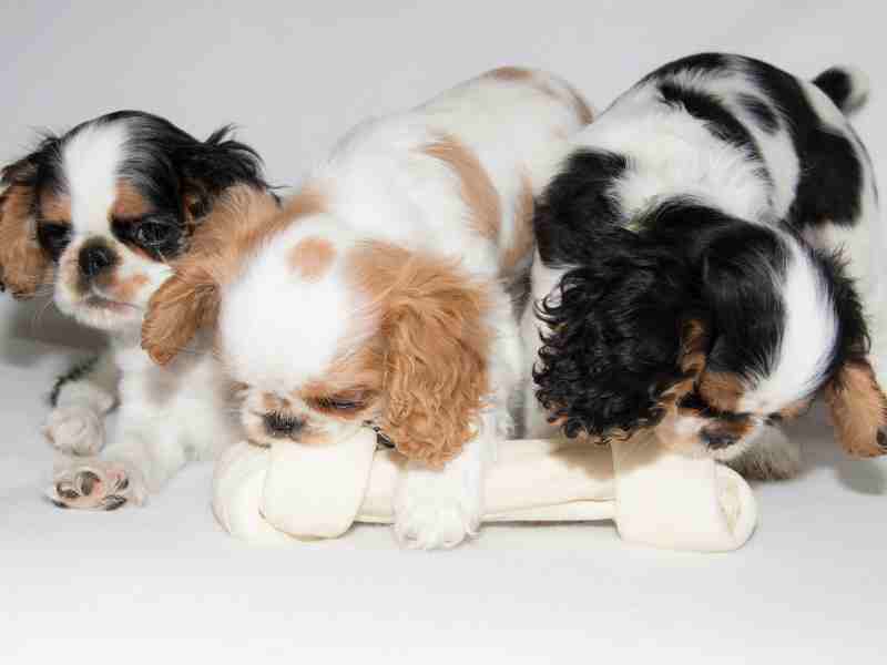 English Toy Spaniel three puppies playing with a toy