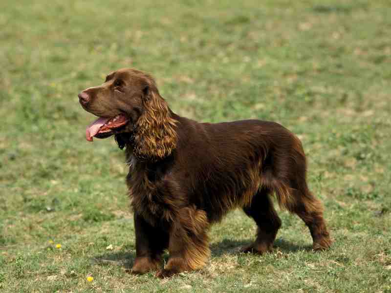 Field Spaniel standing on the grass