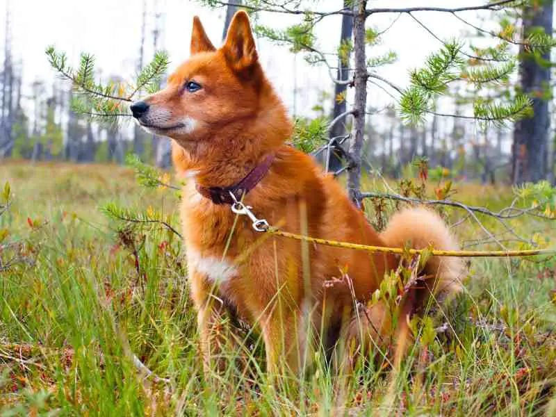 Finnish Spitz in the woods on a leash