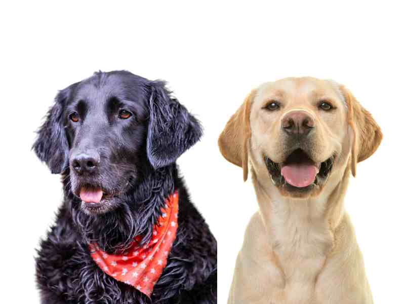 Flat-Coated Retriever vs Labrador Retriever