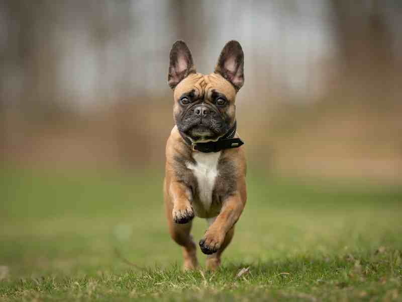 French Bulldog running outside